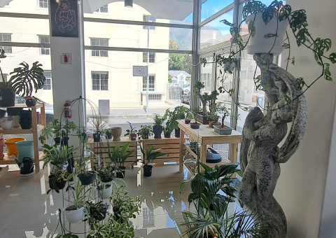 District Six Plant Cafe