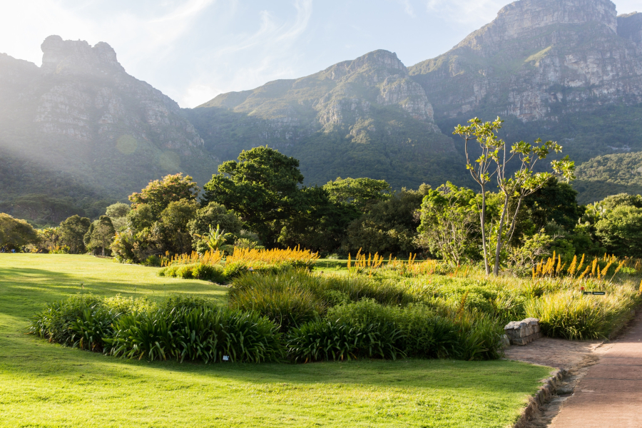 Kirstenbosch national botanical gardens