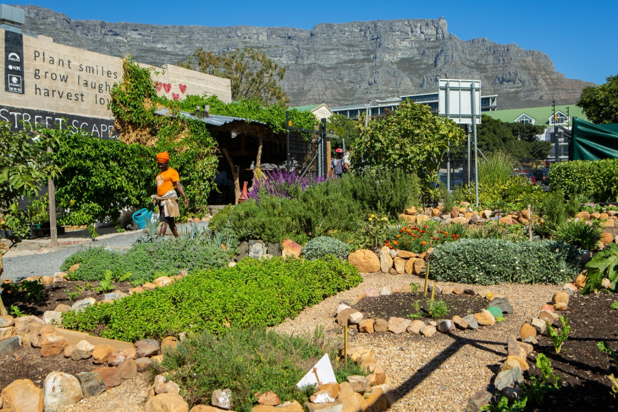 Khulisa Streetscapes garden