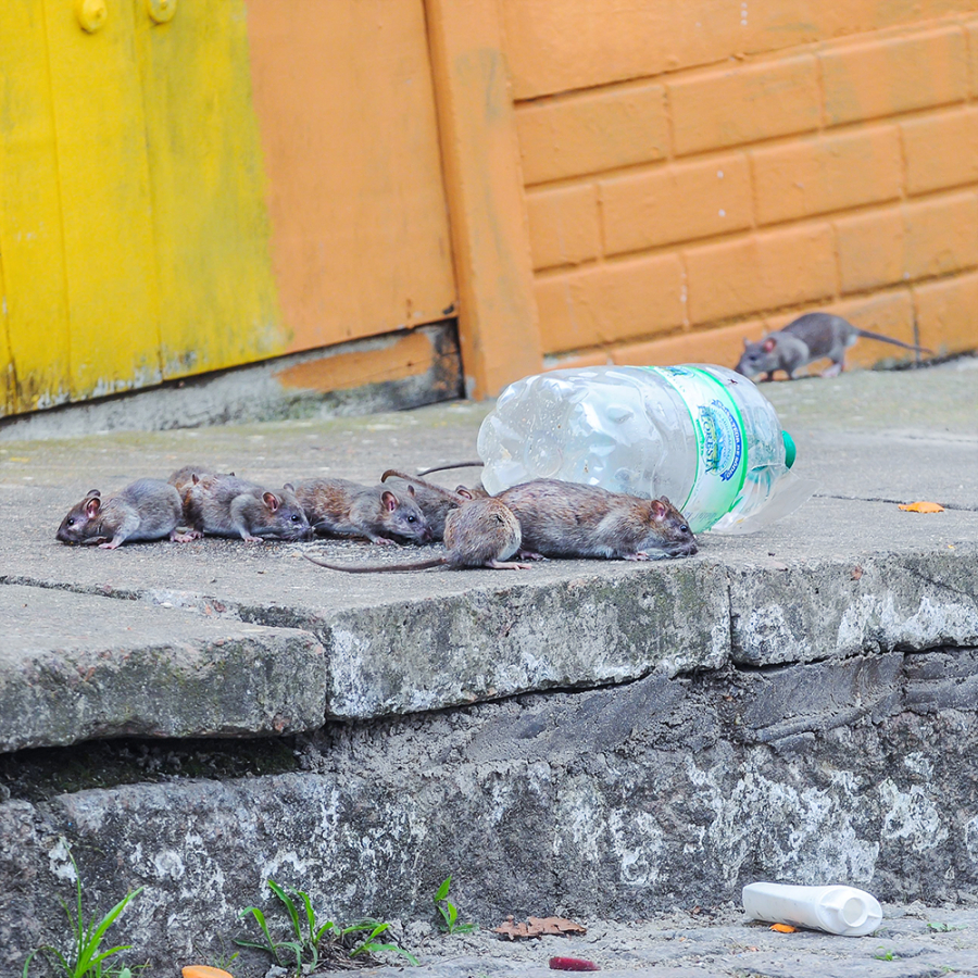 CCID Urban Management campaign 2023